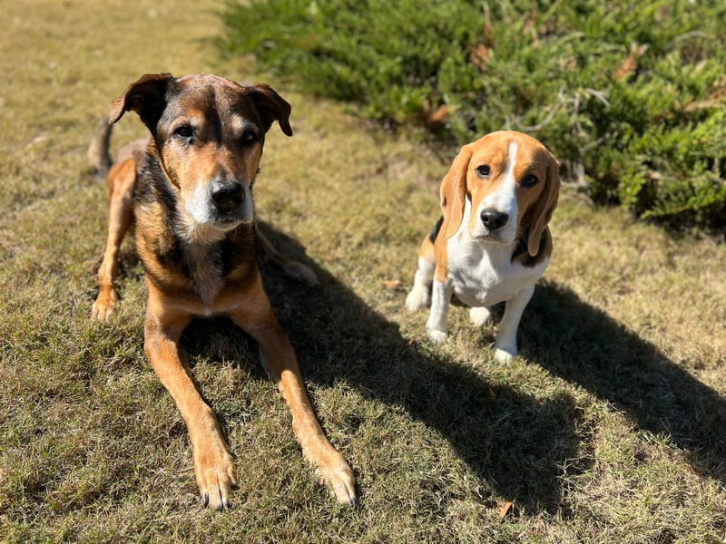 Roxy & Remi